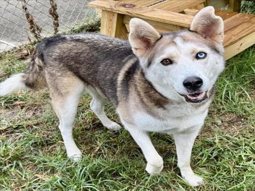Photo of Rosie, adoptable Siberian Husky in Houston, Texas