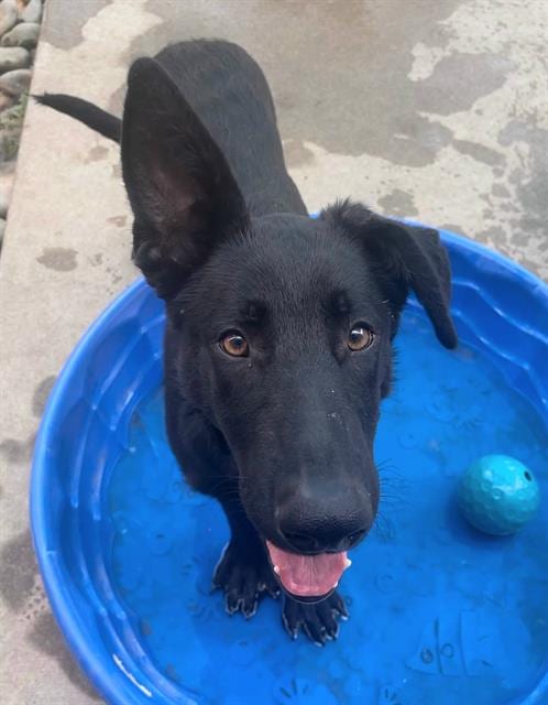 Photo of Hanz, adoptable German Shepherd Dog in Sacramento, California