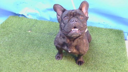 Photo of A5804015, adoptable French Bulldog in Gardena, California