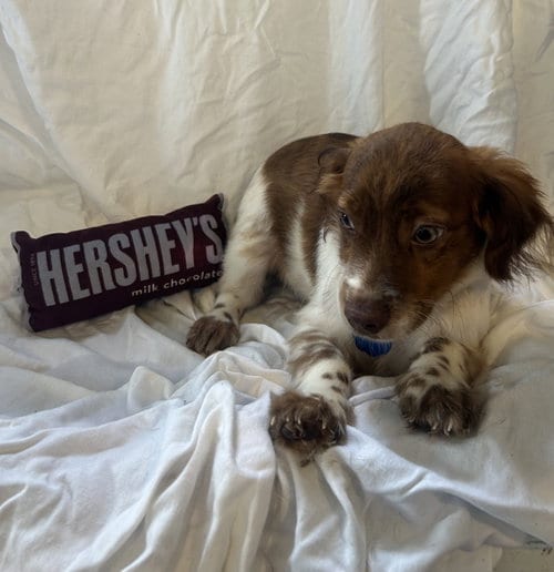 Photo of Hershey, adoptable Cocker Spaniel in Pipe Creek, Texas