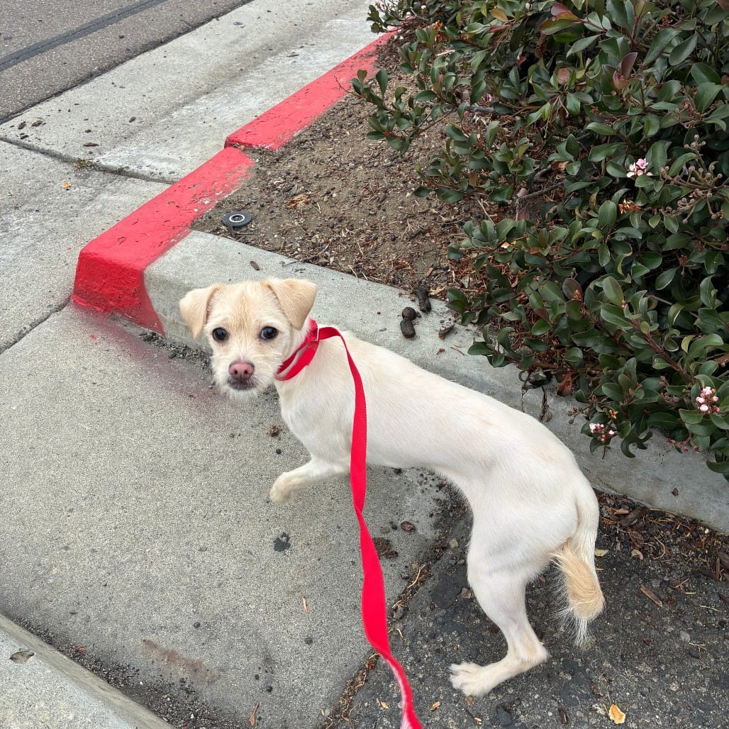 Photo of Maizy, adoptable Terrier / Pug in Oceanside, California