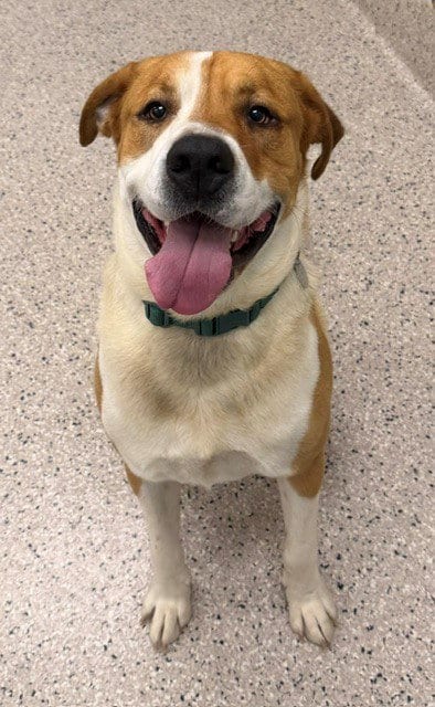Photo of Kevin Barkin, adoptable Saint Bernard in Brighton, Colorado