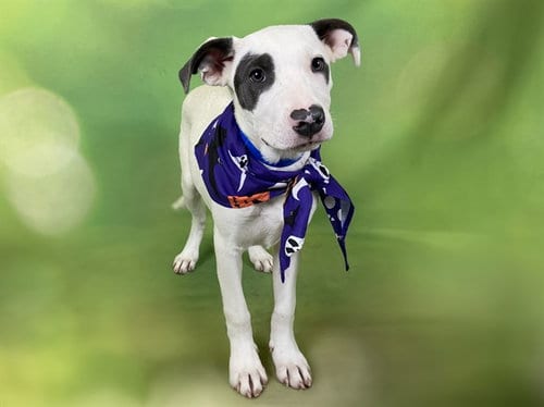 Photo of Benedict, adoptable American Bulldog in Ft Lauderdale, Florida