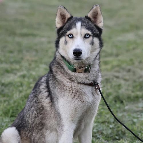Photo of Nikki, adoptable Siberian Husky in Modesto, California