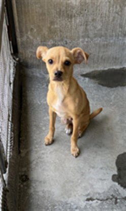 Photo of Charlie, adoptable Chihuahua in Los Angeles, California