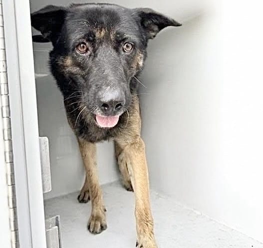 Photo of Senior German Shepherd Dog, adoptable German Shepherd Dog in Houston, Texas