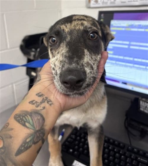 Photo of Cooper, adoptable Australian Cattle Dog/Blue Heeler in San Bernardino, California