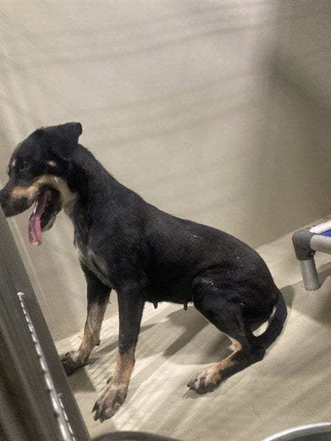 Photo of Adam, adoptable Pit Bull Terrier in Bakersfield, California