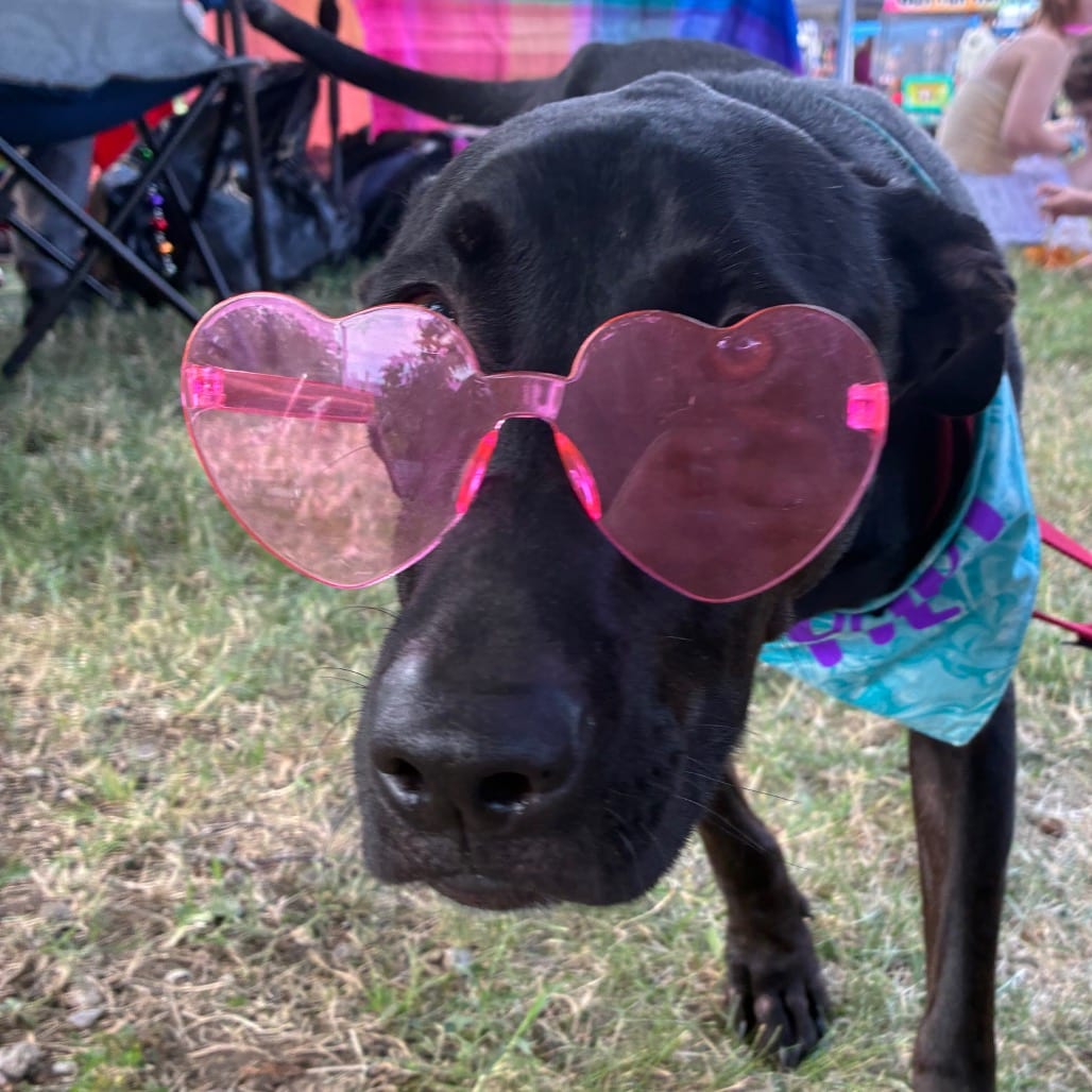 Photo of Moonshine, adoptable Mixed Breed (Medium) in Boonville, Missouri