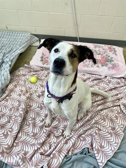 Photo of Lillie, adoptable Labrador Retriever in Fort Wayne, Indiana