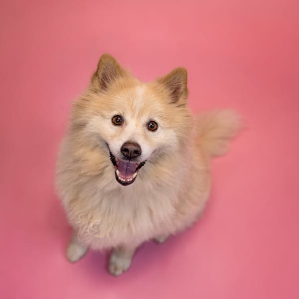 Photo of Hw+ Mischief, adoptable Samoyed cross in Lawrenceville, Georgia