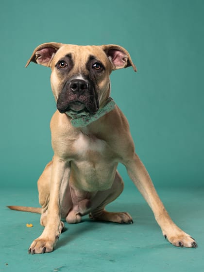 Photo of Jordan, adoptable dog in Atlanta, Georgia