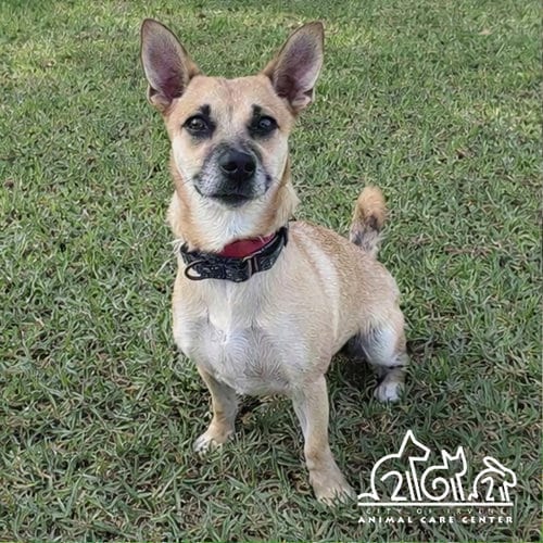 Photo of Cocoa, adoptable Chihuahua in Irvine, California