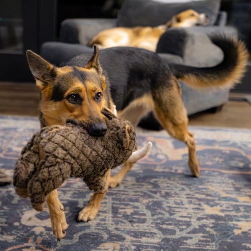 Photo of Ellie, adoptable German Shepherd Dog in Spring Lake, North Carolina