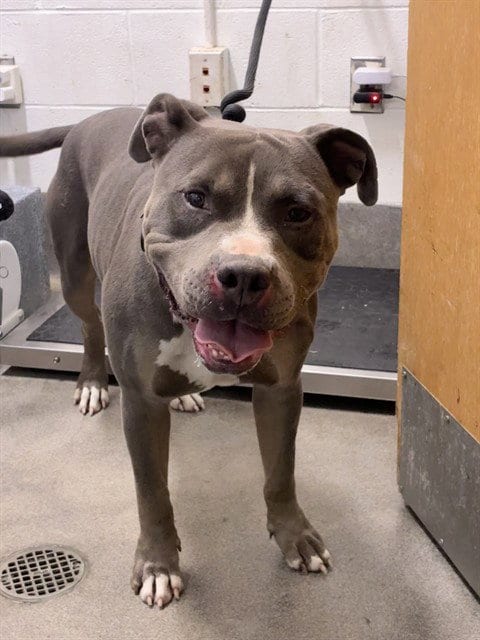 Photo of Jack, adoptable Pit Bull Terrier in Forestville, Maryland