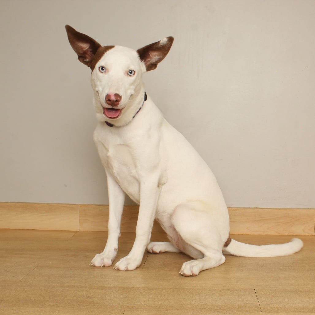Photo of Fiesta Hansen D71073, adoptable Collie, Border / Mixed Breed (Medium) in Minnesota, Minnesota