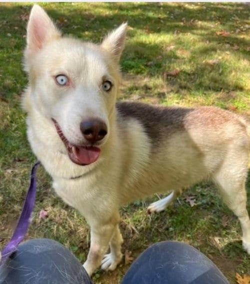 Photo of "Lonnie", adoptable Siberian Husky in Winston Salem, North Carolina