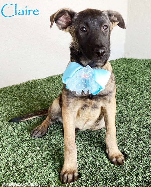 Photo of Claire, adoptable German Shepherd Dog in San Diego, California