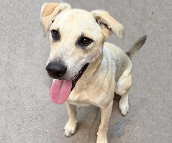 Photo of Kash, adoptable dog