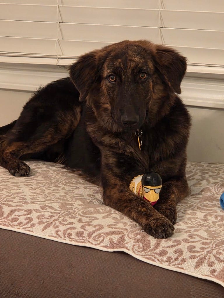 Photo of Victoria, adoptable German Shepherd Dog in West Bloomfield, Michigan