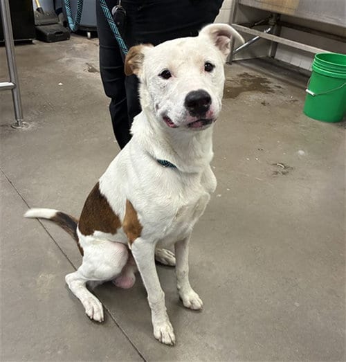 Photo of Chan, adoptable American Pit Bull Terrier in Phoenix, Arizona