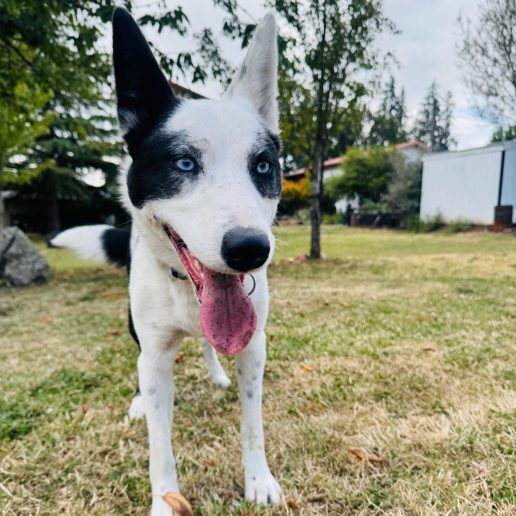 Photo of Kidda, adoptable Cattle Dog, Australian (Blue Heeler) / Husky in Bend, Oregon