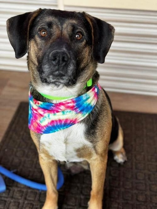 Photo of Delilah, adoptable Hound in Springdale, Pennsylvania