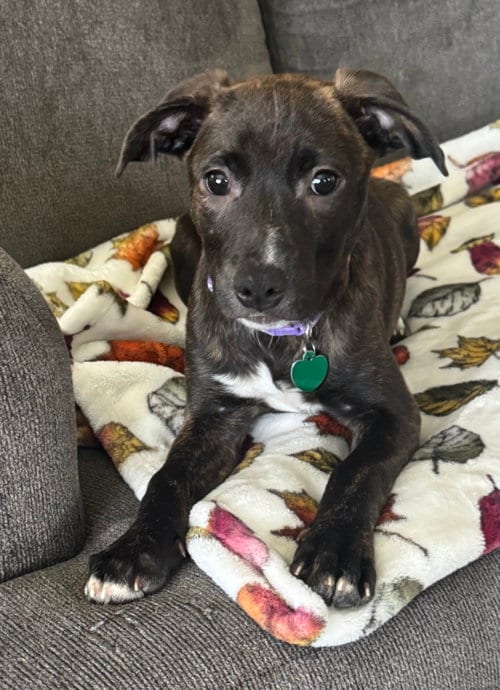 Photo of Candy Litter: Lollipop, adoptable Labrador Retriever in Berwick, Pennsylvania