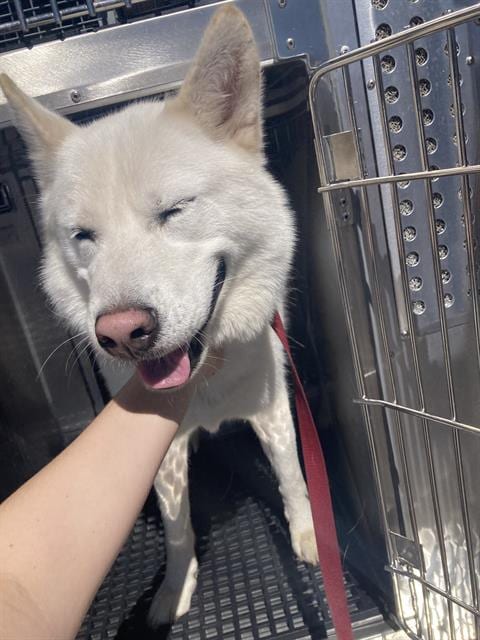 Photo of Astro, adoptable Siberian Husky in Dallas, Texas