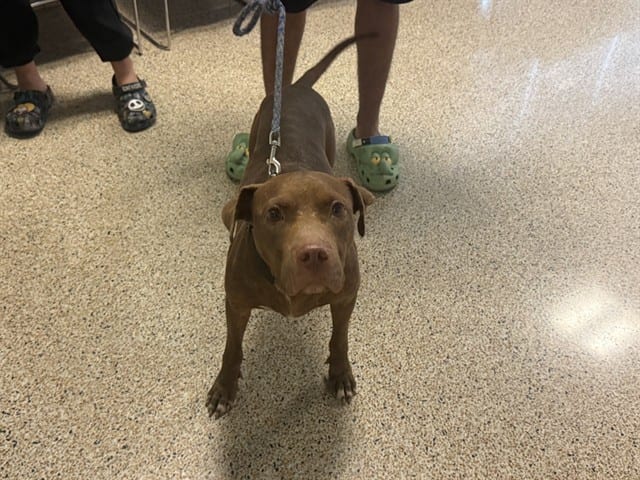 Photo of Roger, adoptable American Pit Bull Terrier in Miami, Florida