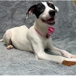 Photo of Lacey, adoptable Hound (Unknown Type) in Medfield, Massachusetts