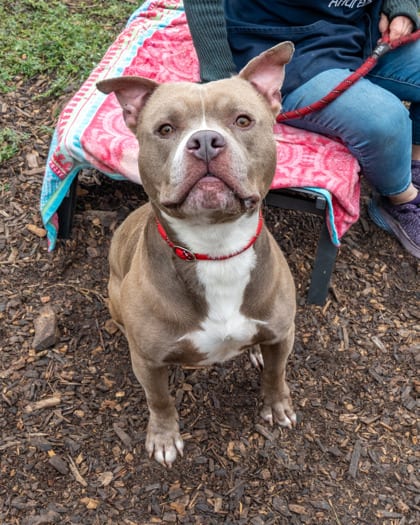 Photo of Derricus, adoptable dog in Chamblee, Georgia