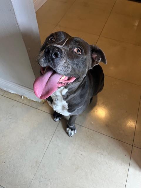 Photo of Joe, adoptable Pit Bull Terrier in Miami, Florida