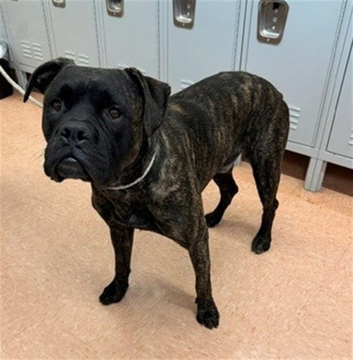 Photo of Bundy, adoptable Boxer in Gardena, California