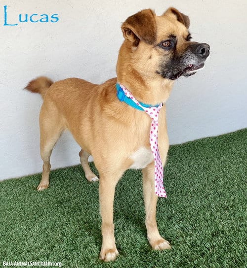 Photo of Lucas, adoptable Pug in San Diego, California
