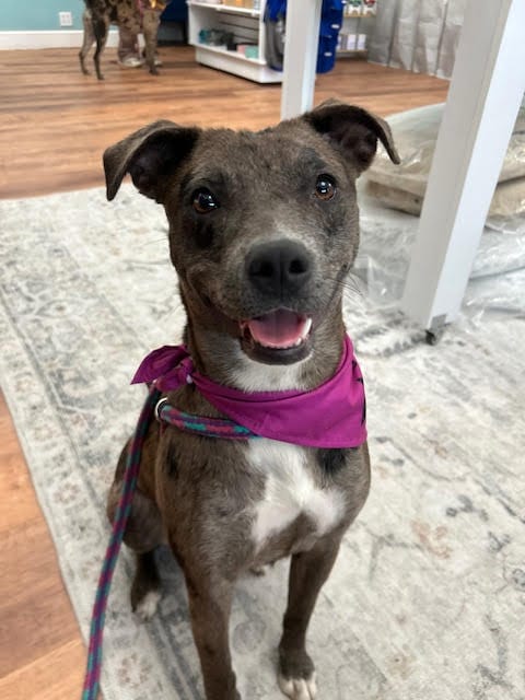 Photo of Empire, adoptable Catahoula Leopard Dog in Raytown, Missouri