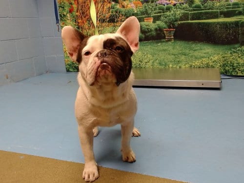Photo of A554295, adoptable French Bulldog in Moreno Valley, California
