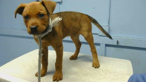 Photo of A5800609, adoptable German Shepherd Dog in Gardena, California