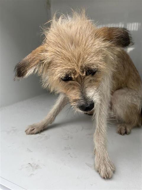 Photo of A663434, adoptable Cairn Terrier in Houston, Texas