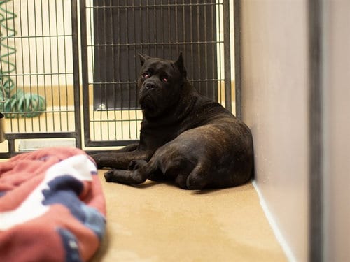 Photo of Molly, adoptable Cane Corso Mastiff in Martinez, California