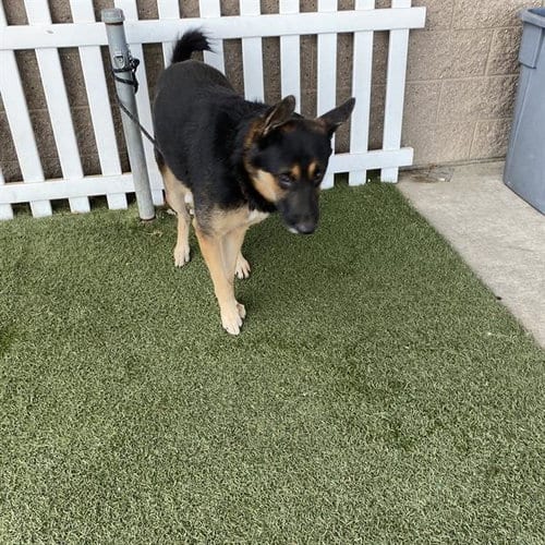 Photo of Wrangler, adoptable German Shepherd Dog in Modesto, California