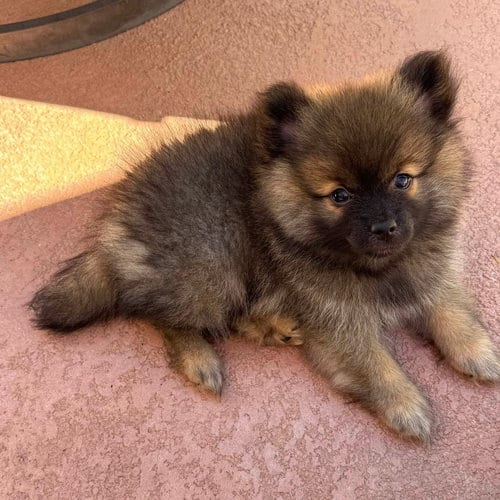 Photo of Carlsbad, adoptable Unknown breed in Rancho Santa Fe, California