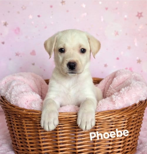 Photo of Phoebe, adoptable German Shepherd Dog in Newark, Delaware