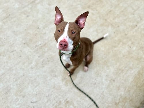 Photo of Wingman, adoptable Pit Bull Terrier in Charlotte, North Carolina