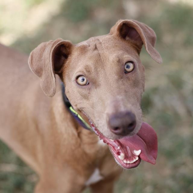 Photo of Amy, adoptable dog in San Antonio, Texas