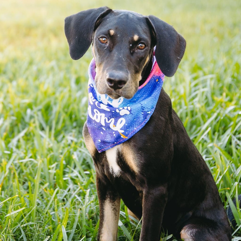 Photo of Hermione D12620, adoptable Hound / Mixed Breed (Medium) in Princeton area, Minnesota