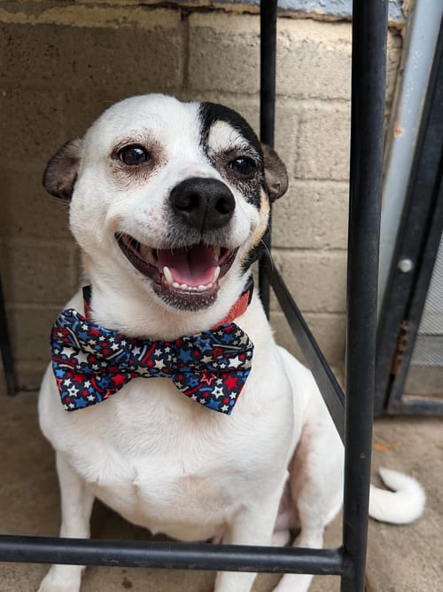 Photo of Penguin T, adoptable Jack Russell Terrier in Inglewood, California