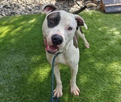 Photo of Baton, adoptable Pit Bull Terrier in San Jose, California