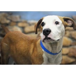 Photo of Milo, adoptable Boxer in Ft Lauderdale, Florida