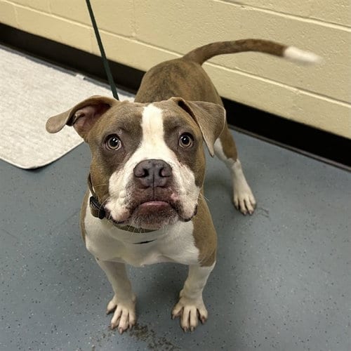 Photo of Captian Hook, adoptable Boxer in Denver, Colorado